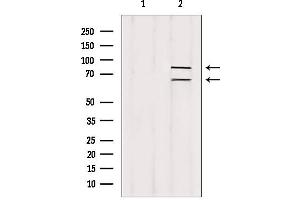 Western blot analysis of extracts from rat spleen, using Melanophilin antibody. (Melanophilin 抗体  (C-Term))