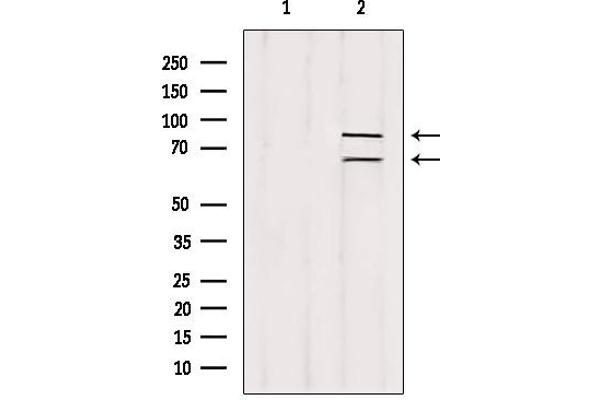 Melanophilin 抗体  (C-Term)