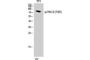 Western Blotting (WB) image for anti-Protein Kinase C, delta (PKCd) (pThr507) antibody (ABIN5957389) (PKC delta 抗体  (pThr507))