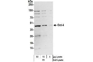 Western Blotting (WB) image for anti-POU Class 5 Homeobox 1 (POU5F1) (AA 1-50) antibody (ABIN7449779)