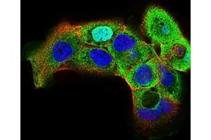 Immunofluorescence analysis of A431 cells using HSF1 mouse mAb (green). (HSF1 抗体  (AA 256-359))