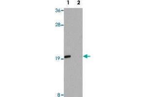 Western blot analysis of Jurkat cells with ANAPC13 polyclonal antibody  at 1 ug/mL in (Lane 1) the absence and (Lane 2) the presence of blocking peptide. (ANAPC13 抗体  (Internal Region))