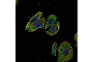 Immunofluorescence analysis of Hela cells using SCGB2A2 antibody (green). (Mammaglobin A 抗体)