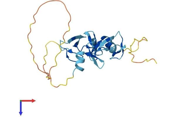 CRIP2 Protein (AA 1-208) (His tag)