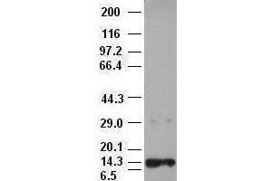 Western Blotting (WB) image for anti-Neurotrophin 3 (NTF3) (AA 139-257) antibody (ABIN1490919) (Neurotrophin 3 抗体  (AA 139-257))