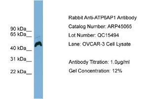 WB Suggested Anti-ATP6AP1  Antibody Titration: 0. (ATP6AP1 抗体  (Middle Region))
