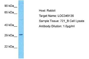 Host: Rabbit Target Name: LOC349136 Sample Type: 721_B Whole Cell lysates Antibody Dilution: 1. (WDR86 抗体  (C-Term))