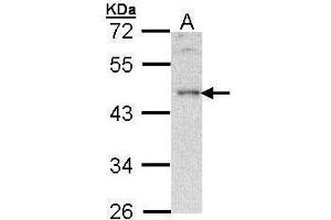 WB Image Sample (30 ug of whole cell lysate) A: Hela 10% SDS PAGE antibody diluted at 1:500 (B-Cell Linker 抗体  (C-Term))