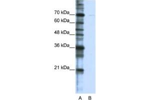 Western Blotting (WB) image for anti-Cleavage Stimulation Factor, 3' Pre-RNA, Subunit 2, 64kDa, tau Variant (CSTF2T) antibody (ABIN2462257)