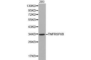 Western blot analysis of 293 cell lysate using TNFRSF6B antibody. (TNFRSF6B 抗体  (AA 35-300))