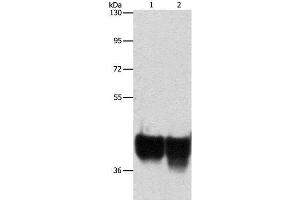 Western Blot analysis of Hela and 293T cell using AUP1 Polyclonal Antibody at dilution of 1:500 (Ancient Ubiquitous Protein 1 抗体)