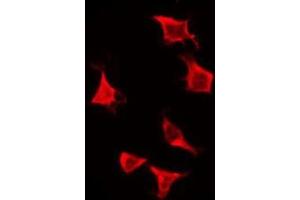 Immunofluorescence (fixed cells) (IF/ICC) image for anti-Olfactory Receptor, Family 2, Subfamily H, Member 2 (OR2H2) (C-Term) antibody (ABIN6259138)