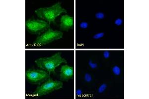 ABIN190862 Immunofluorescence analysis of paraformaldehyde fixed HeLa cells, permeabilized with 0. (DIO2 抗体  (Internal Region))