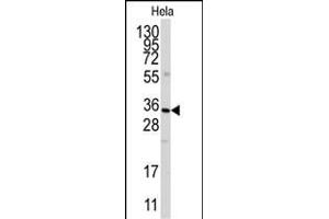 Western blot analysis of anti-ANXA3 Antibody (N-term) (ABIN389334 and ABIN2839446) in Hela cell line lysates (35 μg/lane). (Annexin A3 抗体  (N-Term))