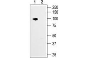 Western blot analysis of rat brain membrane:1. (Hyperpolarization Activated Cyclic Nucleotide-Gated Potassium Channel 1 (HCN1) Peptide)