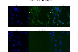 Sample Type :  MD MB231   Primary Antibody Dilution:  4 ug/ml   Secondary Antibody :  Anti-rabbit Alexa 546   Secondary Antibody Dilution:  2 ug/ml   Gene Name :  CDYL (CDYL 抗体  (N-Term))