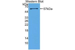 Western Blotting (WB) image for anti-Surfactant Protein A1 (SFTPA1) (AA 21-248) antibody (ABIN2117781) (Surfactant Protein A1 抗体  (AA 21-248))