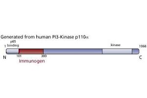 Image no. 2 for anti-Phosphoinositide-3-Kinase, Catalytic, alpha Polypeptide (PIK3CA) (AA 101-300) antibody (ABIN968519) (PIK3CA 抗体  (AA 101-300))