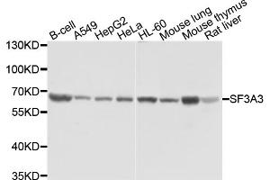 Western blot analysis of extracts of various cell lines, using SF3A3 antibody (ABIN1874748) at 1:1000 dilution. (SF3A3 抗体)
