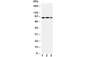 Western Blotting (WB) image for anti-Signal Transducer and Activator of Transcription 4 (STAT4) (AA 1-17) antibody (ABIN3032578)