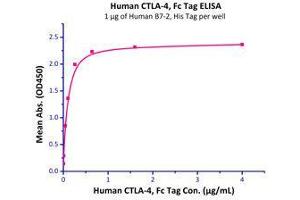 Immobilized Human B7-2, His Tag (Cat# CD6-H5223) at 10 μg/mL (100 µl/well), can bind Human CTLA-4, Fc Tag (Cat# CT4-H5255) with a linear range of 0. (CD86 Protein (CD86) (AA 26-247) (His tag))