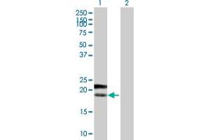 Western Blot analysis of PTTG1IP expression in transfected 293T cell line by PTTG1IP MaxPab polyclonal antibody. (PTTG1IP 抗体  (AA 1-180))