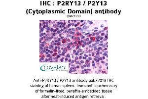 Image no. 1 for anti-Purinergic Receptor P2Y, G-Protein Coupled, 13 (P2RY13) (3rd Cytoplasmic Domain) antibody (ABIN1737758)