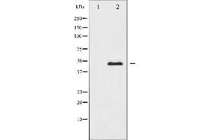 Western blot analysis of CaMK2 alpha/delta expression in NIH-3T3 whole cell lysates,The lane on the left is treated with the antigen-specific peptide. (CaMK2 alpha/delta 抗体)