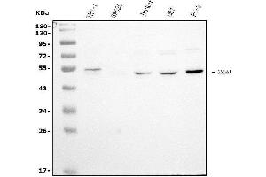 Western blot analysis of GSDMD using anti-GSDMD antibody (ABIN7599433).