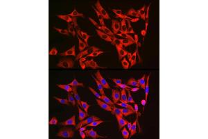 Immunofluorescence analysis of NIH/3T3 cells using RPL13 Rabbit mAb (ABIN7269993) at dilution of 1:50 (40x lens). (RPL13 抗体)