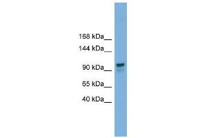 Western Blot showing GANAB antibody used at a concentration of 1-2 ug/ml to detect its target protein. (GANAB 抗体  (Middle Region))