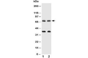 Western blot testing of GAT-1 antibody and Lane 1:  rat brain;  2: mouse brain tissue lysate. (SLC6A1 抗体  (C-Term))