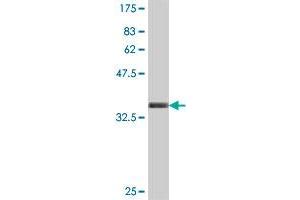 Western Blot detection against Immunogen (35. (PTRF 抗体  (AA 233-321))