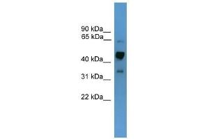 Western Blot showing Syt1 antibody used at a concentration of 1. (SYT1 抗体  (Middle Region))