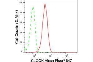 anti-Clock Homolog (Mouse) (CLOCK) antibody