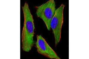 Immunofluorescent analysis of 4 % paraformaldehyde-fixed, 0. (EEF1E1 抗体)