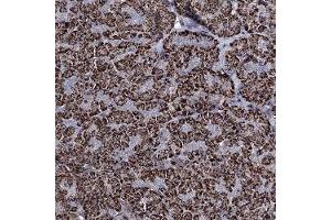 Immunohistochemical staining of human pancreas with C5orf42 polyclonal antibody ( Cat # PAB27995 ) shows strong cytoplasmic positivity in exocrine glandular cells in granular pattern at 1:500 - 1:1000 dilution. (C5ORF42 抗体)