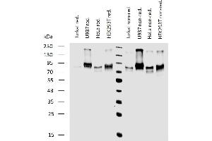 Western blotting analysis of human CD164 expression in various cell lines under reducing and non-reducing conditions using mouse monoclonal antibody 67D2. (CD164 抗体)