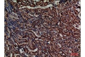 Immunohistochemistry (IHC) analysis of paraffin-embedded Rat Kidney, antibody was diluted at 1:100. (Adrenomedullin 抗体  (Internal Region))