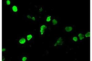 Anti-NEUROG1 mouse monoclonal antibody (ABIN2452621) immunofluorescent staining of COS7 cells transiently transfected by pCMV6-ENTRY NEUROG1 (RC207029). (Neurogenin 1 抗体)