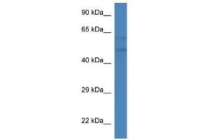 Western Blot showing Pfkfb2 antibody used at a concentration of 1. (PFKFB2 抗体  (C-Term))