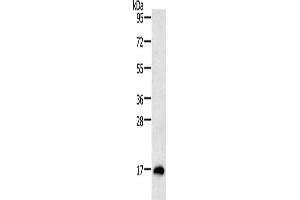 Gel: 12 % SDS-PAGE, Lysate: 40 μg, Lane: Mouse testis tissue, Primary antibody: ABIN7130808(RAMP1 Antibody) at dilution 1/200, Secondary antibody: Goat anti rabbit IgG at 1/8000 dilution, Exposure time: 10 minutes (RAMP1 抗体)