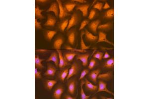 Immunofluorescence analysis of U-2 OS cells using HSP Rabbit mAb (ABIN7267579) at dilution of 1:100 (40x lens). (HSPA2 抗体)