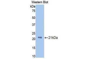 Western Blotting (WB) image for anti-Protein C Receptor, Endothelial (PROCR) (AA 59-217) antibody (ABIN1172006) (PROCR 抗体  (AA 59-217))