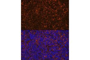 Immunofluorescence analysis of rat thymus using IL10 Rabbit mAb (ABIN7267981) at dilution of 1:100 (40x lens). (IL-10 抗体)