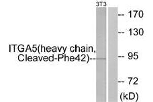 Western blot analysis of extracts from NIH-3T3 cells, treated with etoposide 25uM 24h, using ITGA5 (heavy chain,Cleaved-Phe42) Antibody. (ITGA5 抗体  (Cleaved-Phe42))