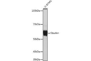 Western blot analysis of extracts of U-87MG cells, using Staufen Rabbit mAb (ABIN7270586) at 1:1000 dilution. (STAU1/Staufen 抗体)