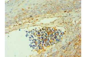 Immunohistochemistry of paraffin-embedded human tonsil tissue using ABIN7147012 at dilution of 1:100 (Cathepsin G 抗体  (AA 21-255))