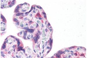 Human Placenta: Formalin-Fixed, Paraffin-Embedded (FFPE) (LRRC59 抗体  (N-Term))
