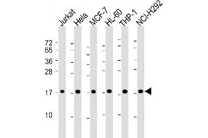 Western Blot at 1:2000 dilution Lane 1: Jurkat whole cell lysate Lane 2: Hela whole cell lysate Lane 3: MCF-7 whole cell lysate Lane 4: HL-60 whole cell lysate Lane 5: THP-1 whole cell lysate Lane 6: NCI-H292 whole cell lysate Lysates/proteins at 20 ug per lane. (RPS17 抗体  (AA 55-87))